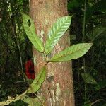 Coelocaryon preussii Hoja