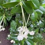 Brunfelsia americana Floro