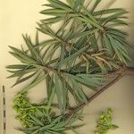 Euphorbia piscatoria Other