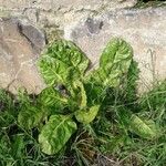 Beta vulgaris Leaf