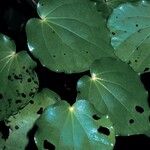 Piper excelsum Leaf