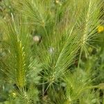 Hordeum marinum Fleur