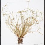 Cyperus hortensis Pokrój