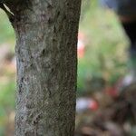 Pyrostria orbicularis Bark