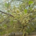 Terminalia mantaly Frugt