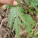 Girardinia diversifolia Blatt