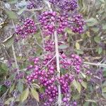 Callicarpa bodinieri Fruto