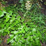 Acanthus hungaricus Hábitos