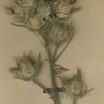 Hibiscus loandensis Other