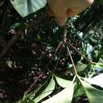Rauvolfia paraensis Лист