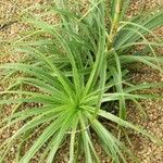 Puya mirabilis Leaf