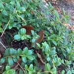 Vaccinium vitis-idaea Leaf