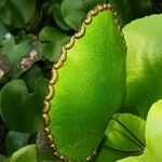 Adiantum reniforme Alia