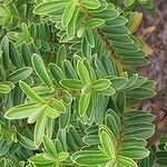 Veronica brachysiphon Leaf