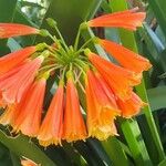 Clivia nobilis Flor