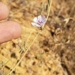 Stephanomeria diegensis Flower