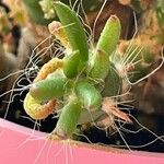 Tephrocactus verschaffeltii Blatt