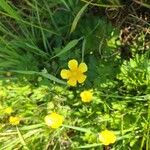 Ranunculus lanuginosusFlower