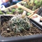 Mammillaria wrightii Hábito