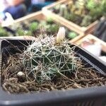 Mammillaria wrightii Celota