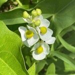 Sagittaria latifoliaBlüte