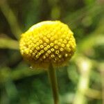 Helenium puberulum Квітка
