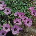 Geranium cinereum फूल