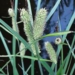 Carex acutiformis 花