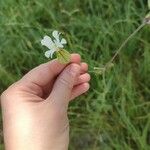 Silene latifoliaFleur