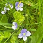 Veronica filiformis Hábito