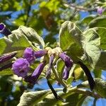 Iochroma cyaneum Blomma