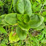 Kalanchoe densiflora Fuelha