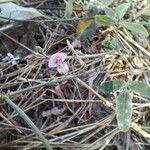 Desmodium scorpiurus Flor