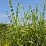 Cytisus scopariusFlor