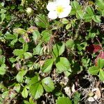 Fragaria chiloensis 整株植物