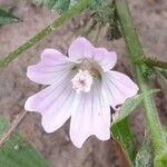 Malva neglecta 花