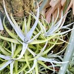 Tillandsia arequitae