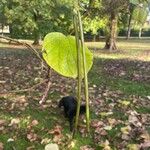 Catalpa ovata ഫലം