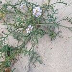 Cakile maritima 葉