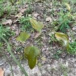 Smilax rotundifolia Leaf