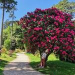 Rhododendron arboreum Habit