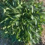 Centaurea triumfettii 葉