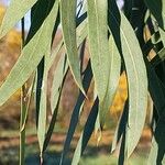 Eucalyptus parvula Hoja