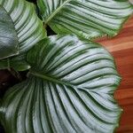 Calathea orbifoliaFolla