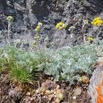 Artemisia glacialis Floro