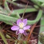 Spergularia rubra Flower