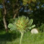 Trifolium cherleri Vrucht