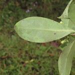 Clusia cylindrica Hoja