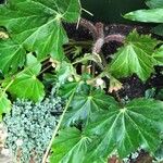 Begonia heracleifolia Ліст