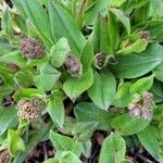 Pulmonaria angustifolia 花